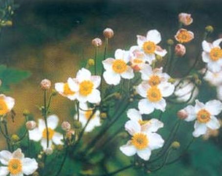  Ranunculus Japonicus Extract  